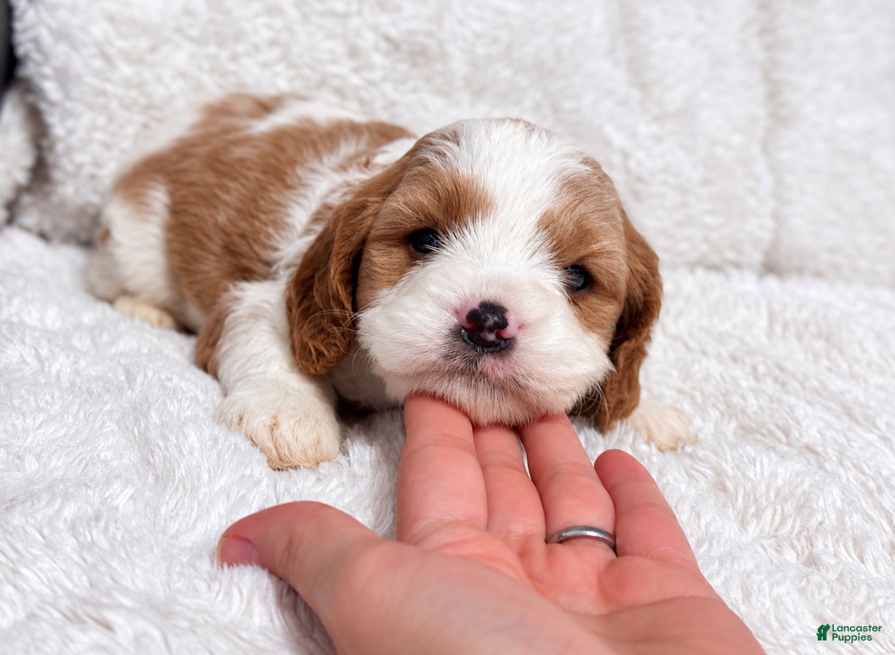 Cavapoo dogs for sale: Charlie - Ad 20