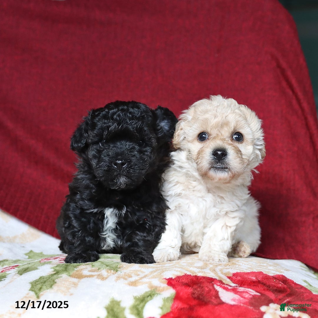 Mixed Breed dogs for sale: Chocolate - Ad 3