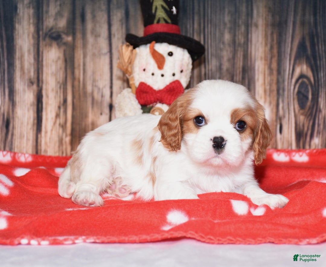 Cavalier King Charles Spaniel dogs for sale: Beckett - Ad 4