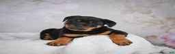 Rottweiler dogs for sale: Jewel - Ad 1