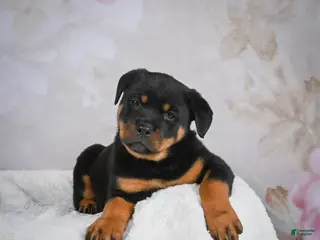 Rottweiler dogs Jewel - Ad 14