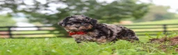 Shihpoo dogs for sale: Koda - Ad 4