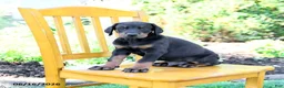 Doberman Pinscher dogs for sale: Trevor - Ad 3