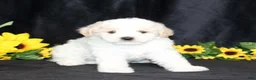 Bichpoo dogs for sale: Daisies TOY - Ad 4