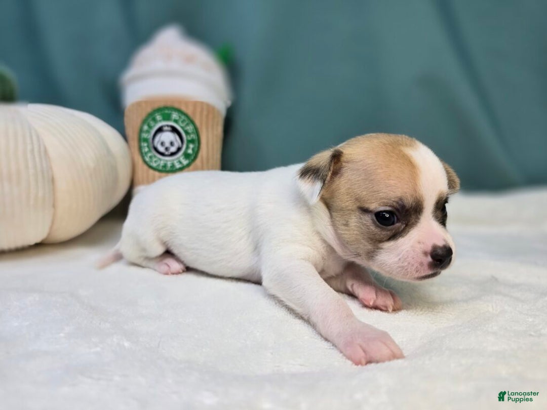 Chihuahua dogs for sale: Zig - Ad 3