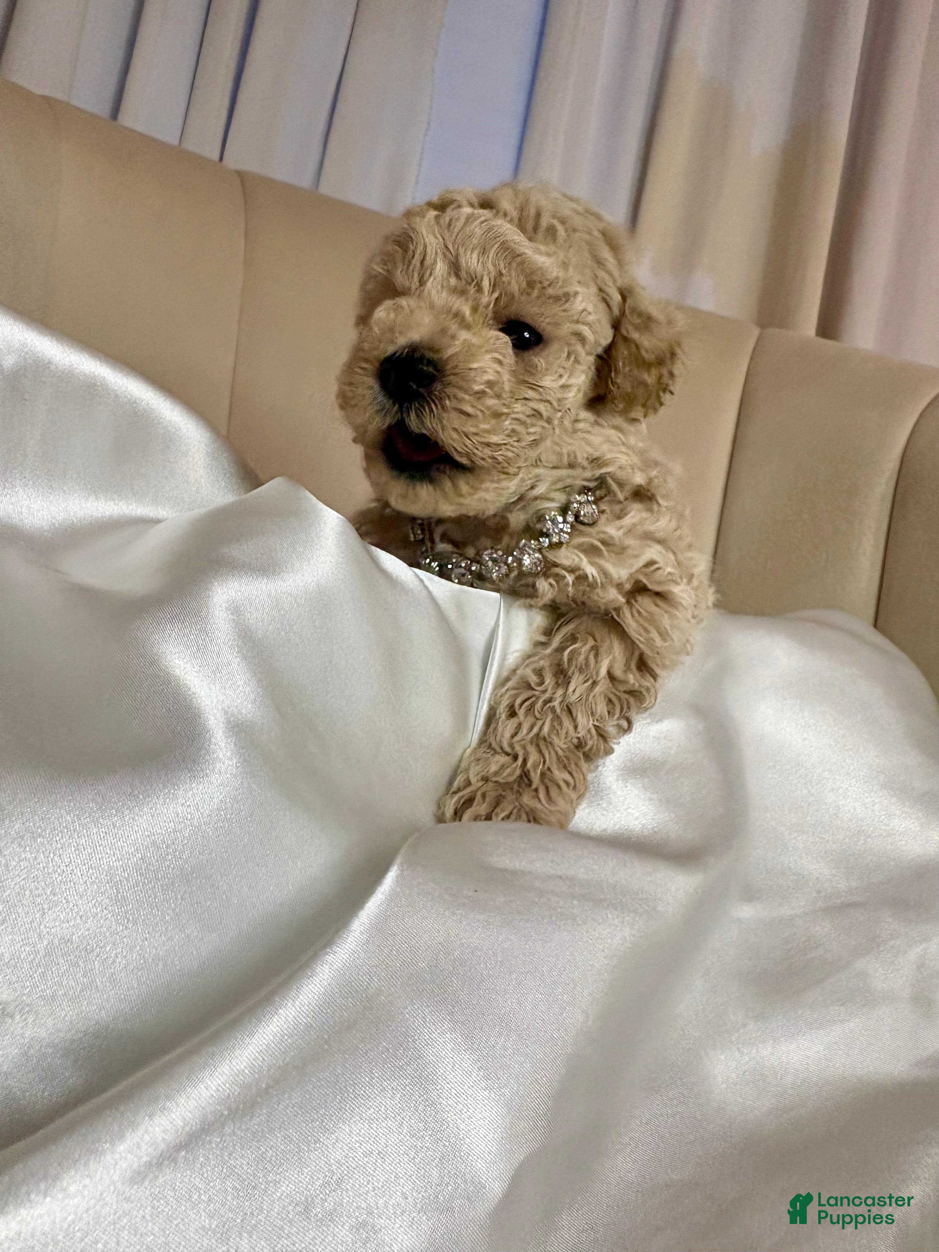 Toy Poodle dogs Toy Poodle Puppy 2 - Ad 1