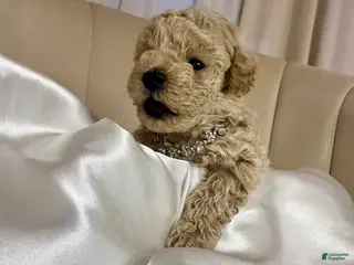 Toy Poodle dogs for sale: Toy Poodle Puppy 2 - Ad 4