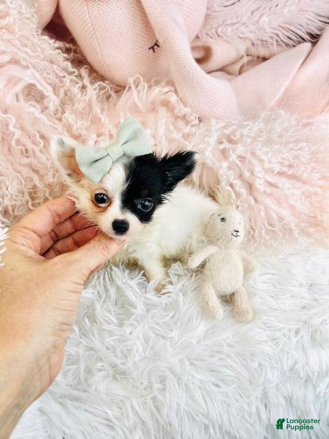 Chihuahua dogs for sale: Chihuahua Puppy 2 - Ad 3