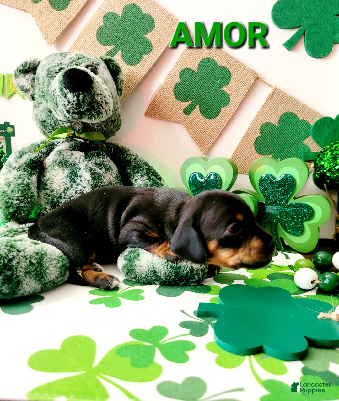 Miniature Dachshund dogs for sale: Amor - Ad 5
