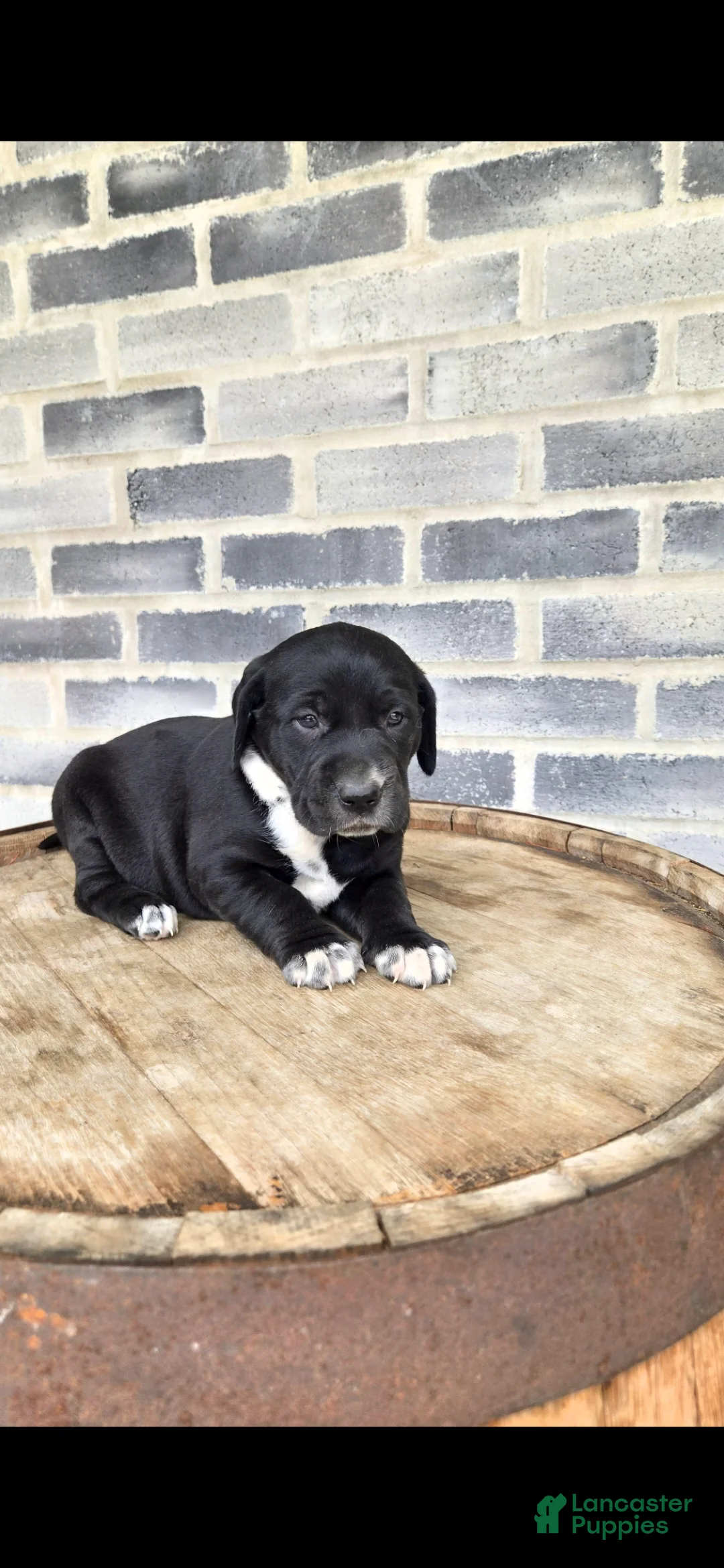 Mixed Breed dogs for sale: Mixed Breed Puppy 1 - Ad 4