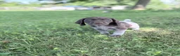 German Shorthaired Pointer dogs for sale: German Shorthaired Pointer 1 - Ad 1