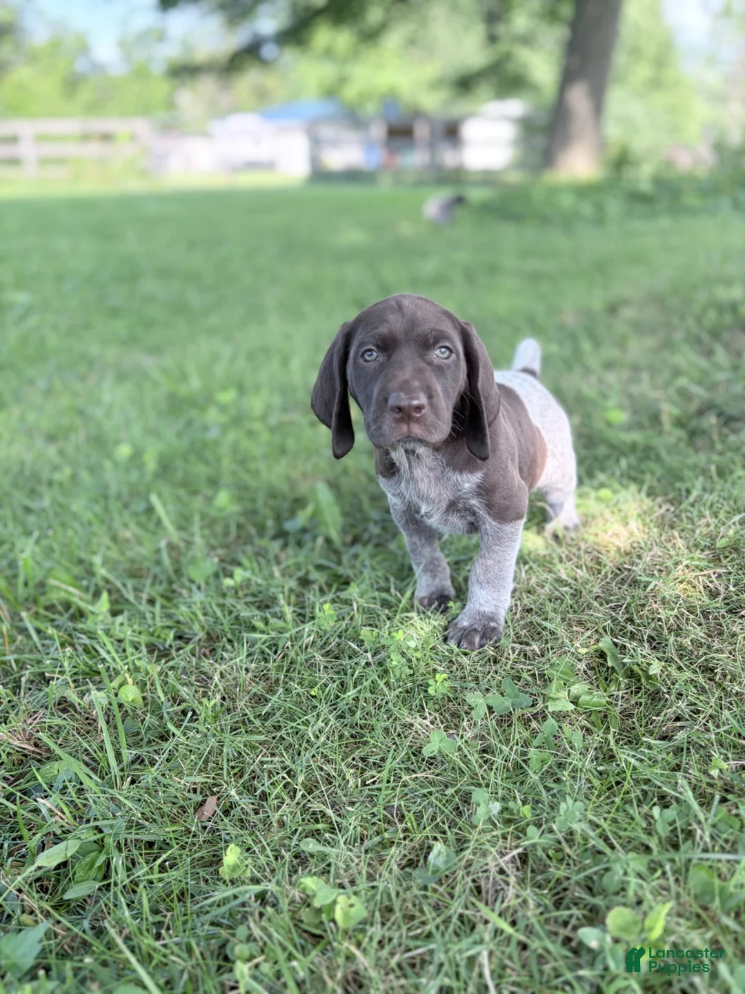 German Shorthaired Pointer dogs for sale: German Shorthaired Pointer 1 - Ad 1