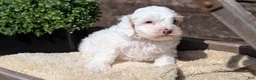 Cockapoo dogs for sale: Logan - Ad 8