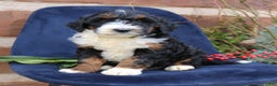 Mini Bernedoodle dogs for sale: Austin  - Ad 1