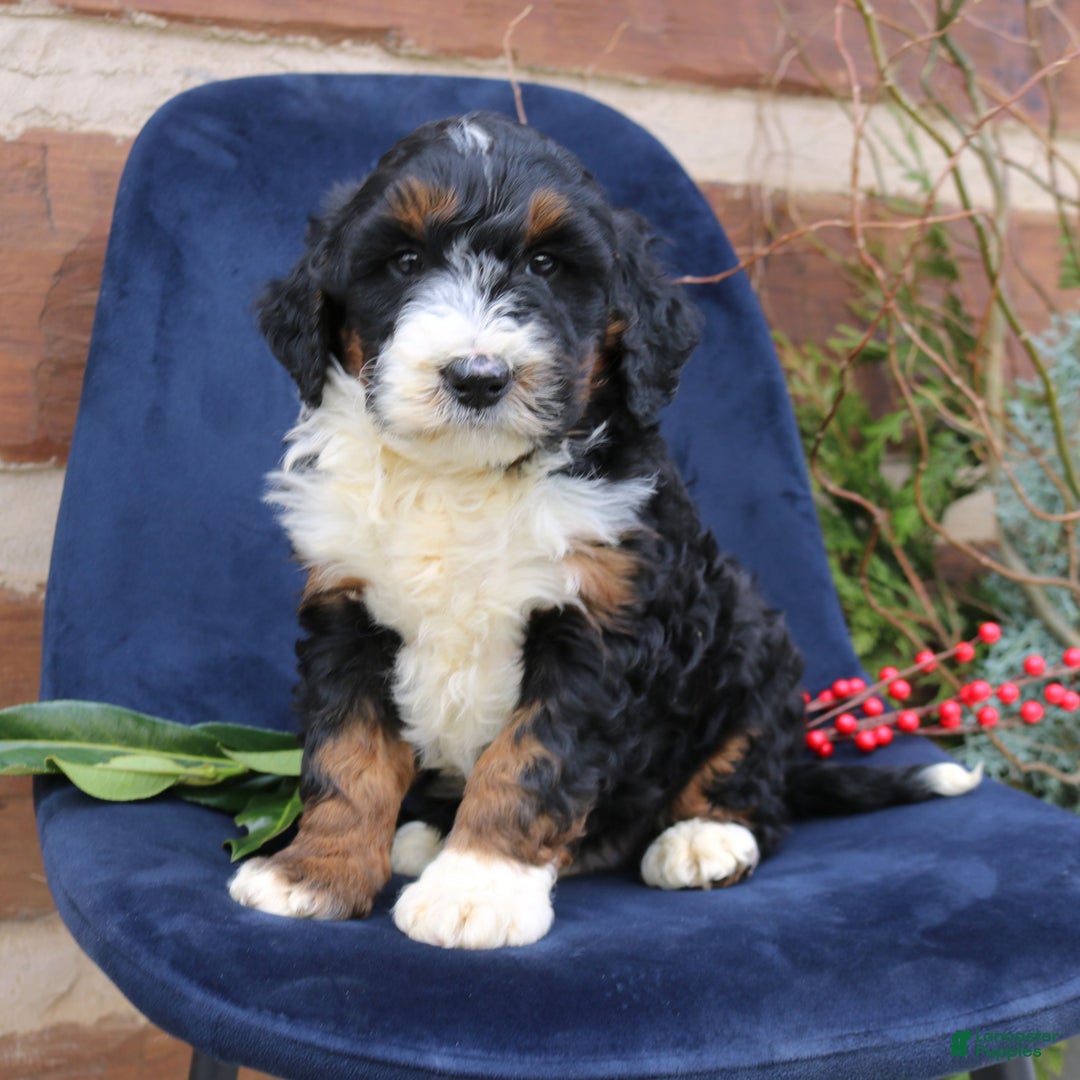 Mini Bernedoodle dogs for sale: Austin  - Ad 1