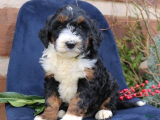 Mini Bernedoodle dogs Austin - Ad 33