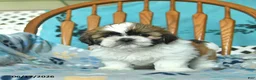 Shih Tzu dogs for sale: Oscar - Ad 4