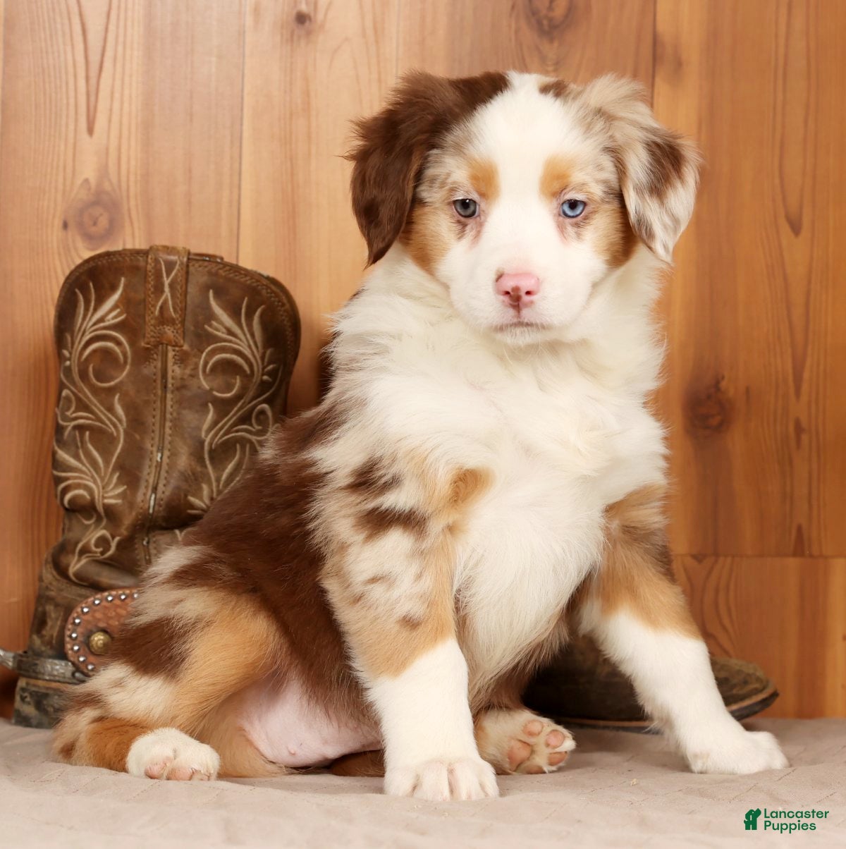 Australian Shepherd dogs Goldie - Ad 17