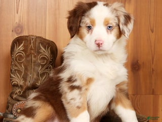 Australian Shepherd dogs Goldie - Ad 3