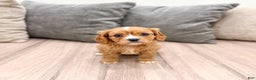 Cavapoo dogs for sale: Diamond - Ad 5