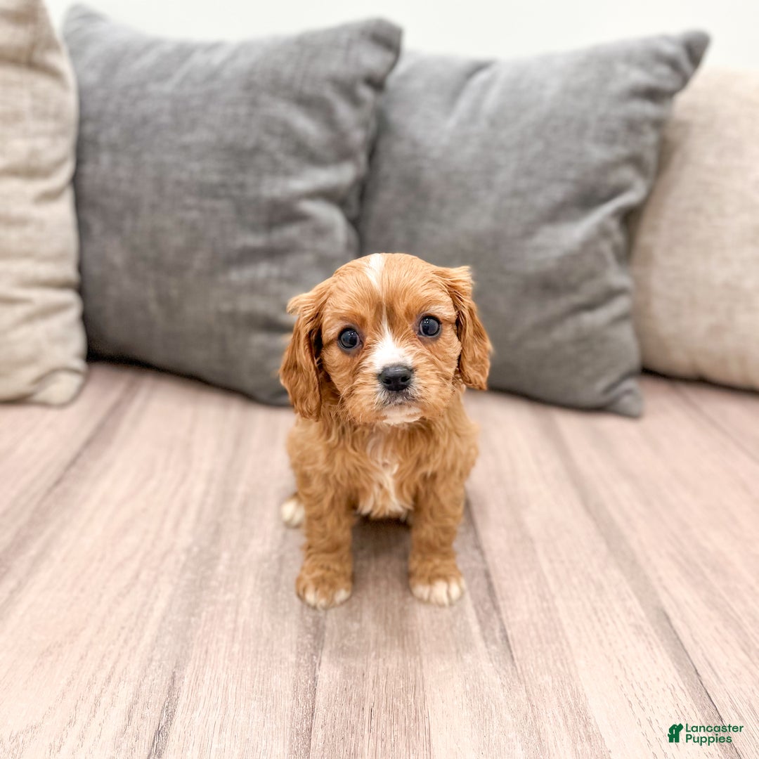 Cavapoo dogs for sale: Diamond - Ad 5