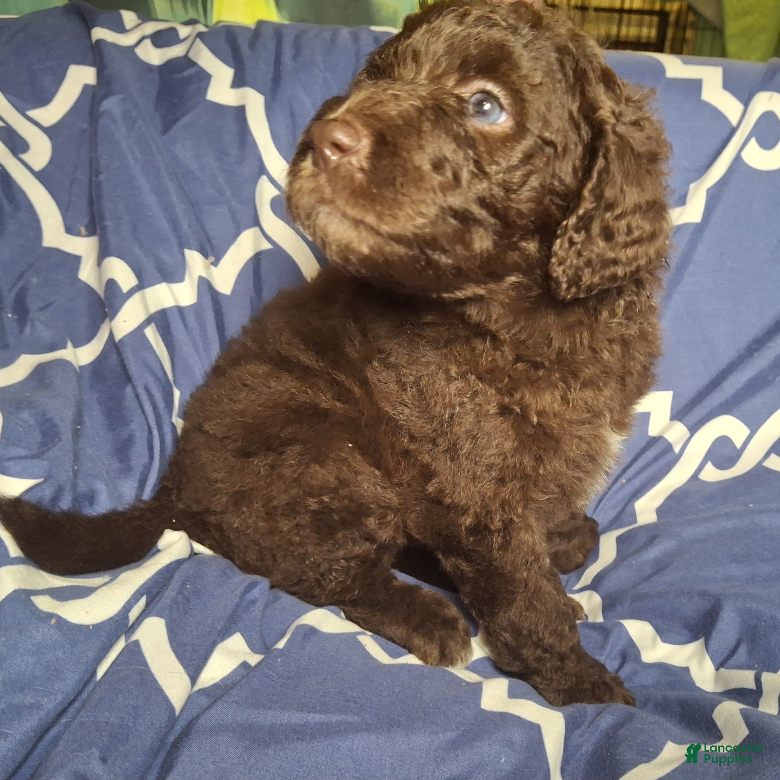 Labradoodle dogs Jade - Ad 9