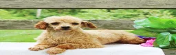Toy Poodle dogs for sale: Coco - Ad 4