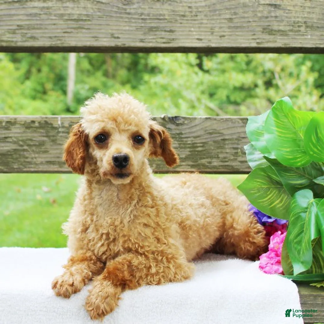 Toy Poodle dogs for sale: Coco - Ad 4