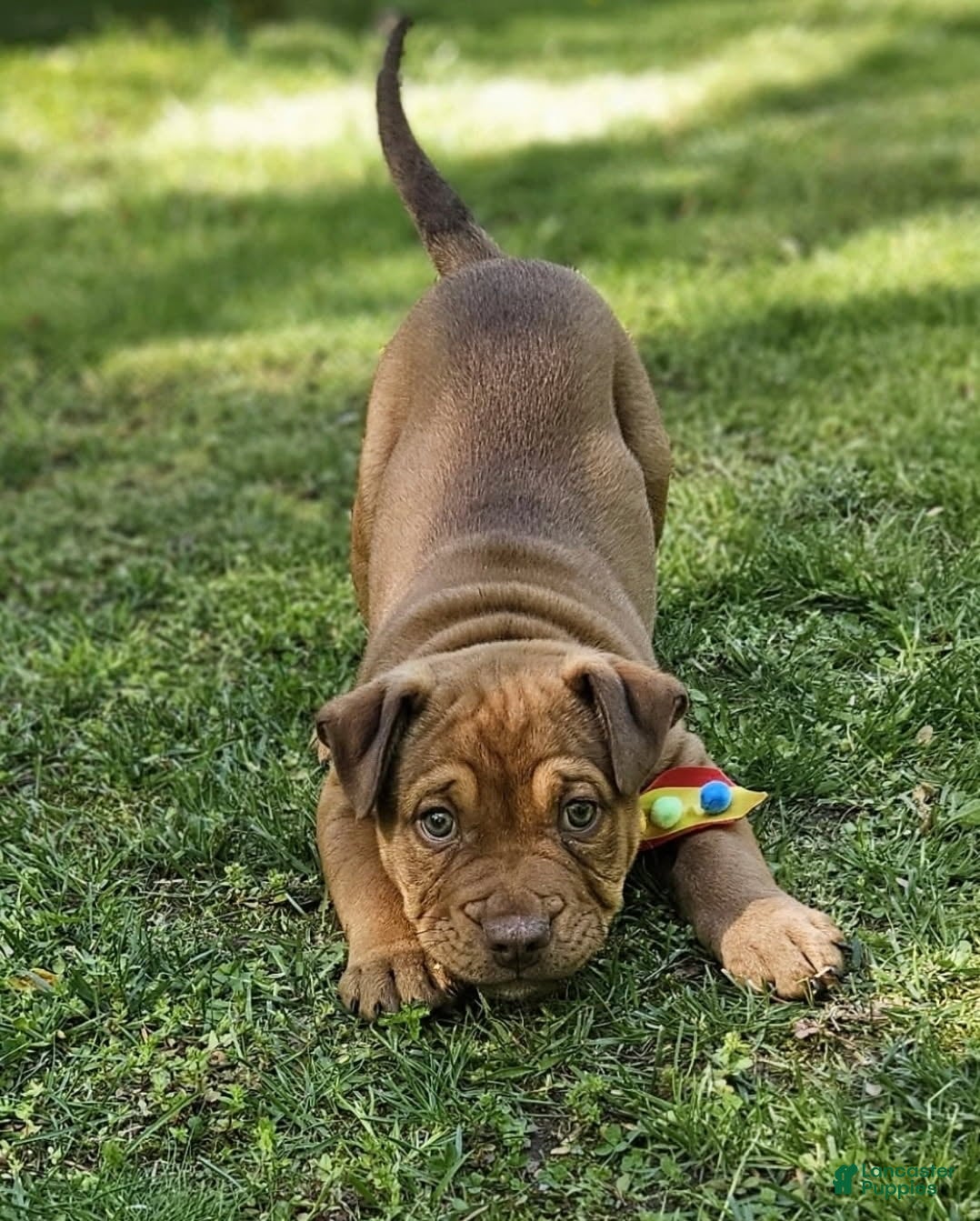 Mixed Breed dogs for sale: English Bulldog x Catahoula Boy - Ad 2