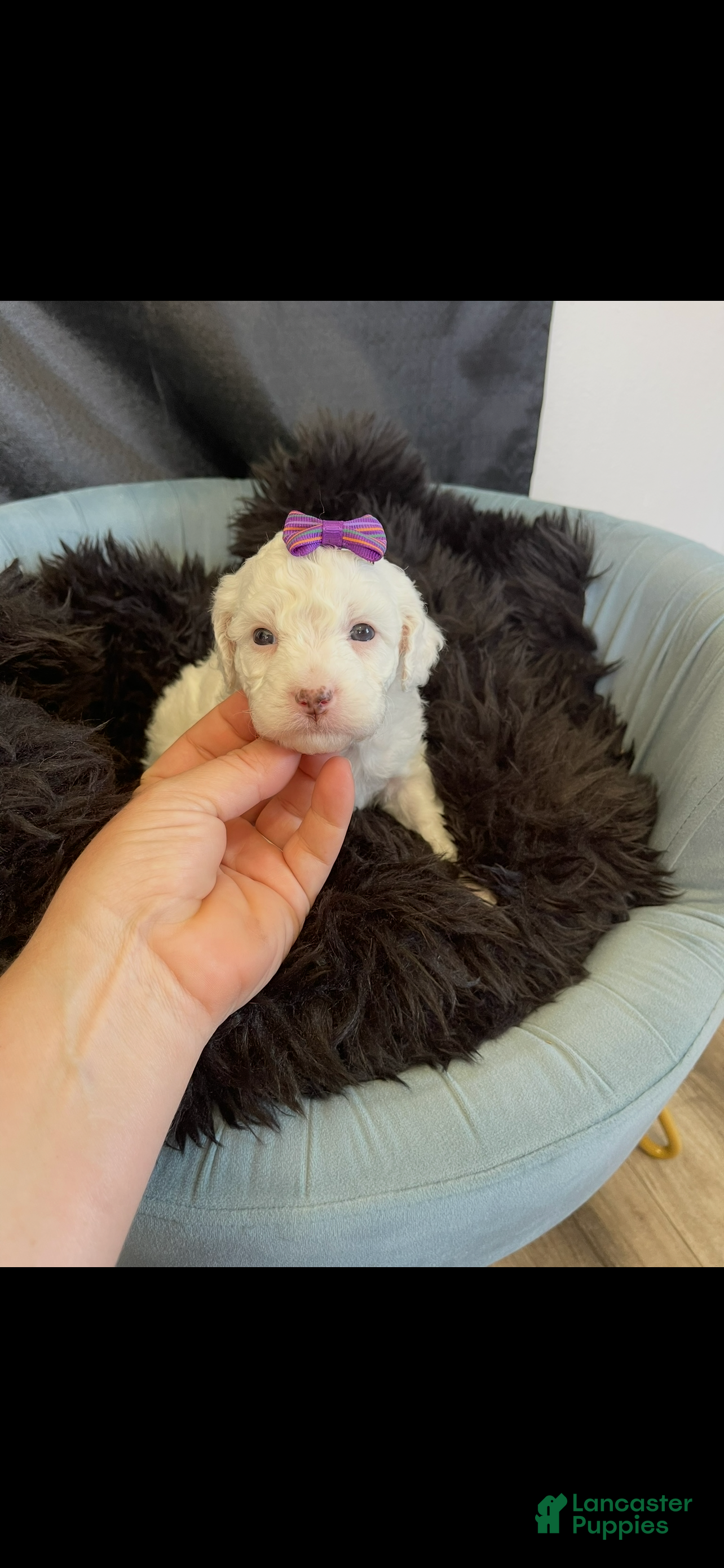 Miniature Poodle dogs Akc Clear Brown Phantom Tri - Ad 2