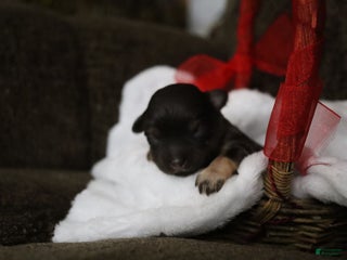 Havanese dogs - Ad 38