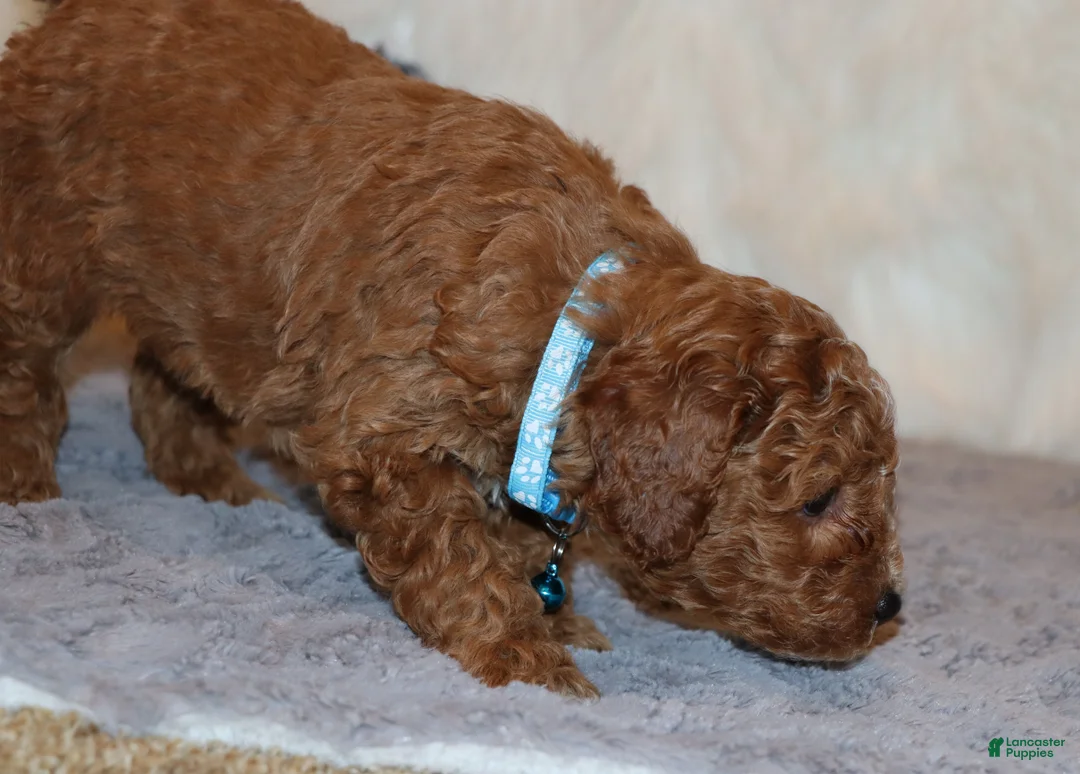 Mini Goldendoodle dogs for sale: Thomas 💙 Micro Miniature - Ad 23