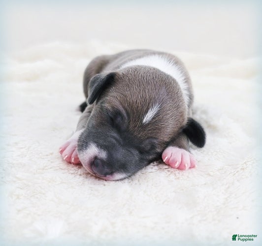 Italian Greyhound dogs VanZant - Ad 2