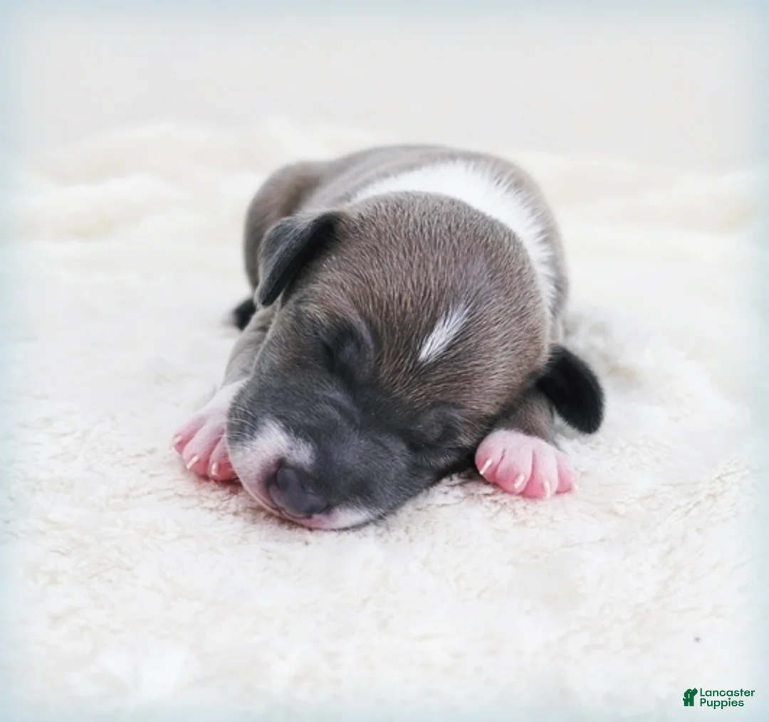 Italian Greyhound dogs for sale: VanZant - Ad 2