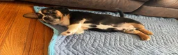 Mixed Breed dogs for sale: Mixed Breed Puppy 1 - Ad 2
