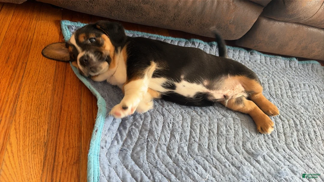 Mixed Breed dogs for sale: Mixed Breed Puppy 1 - Ad 2