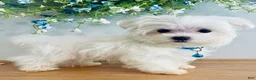 Maltese dogs for sale: Teacup Toby - Ad 3