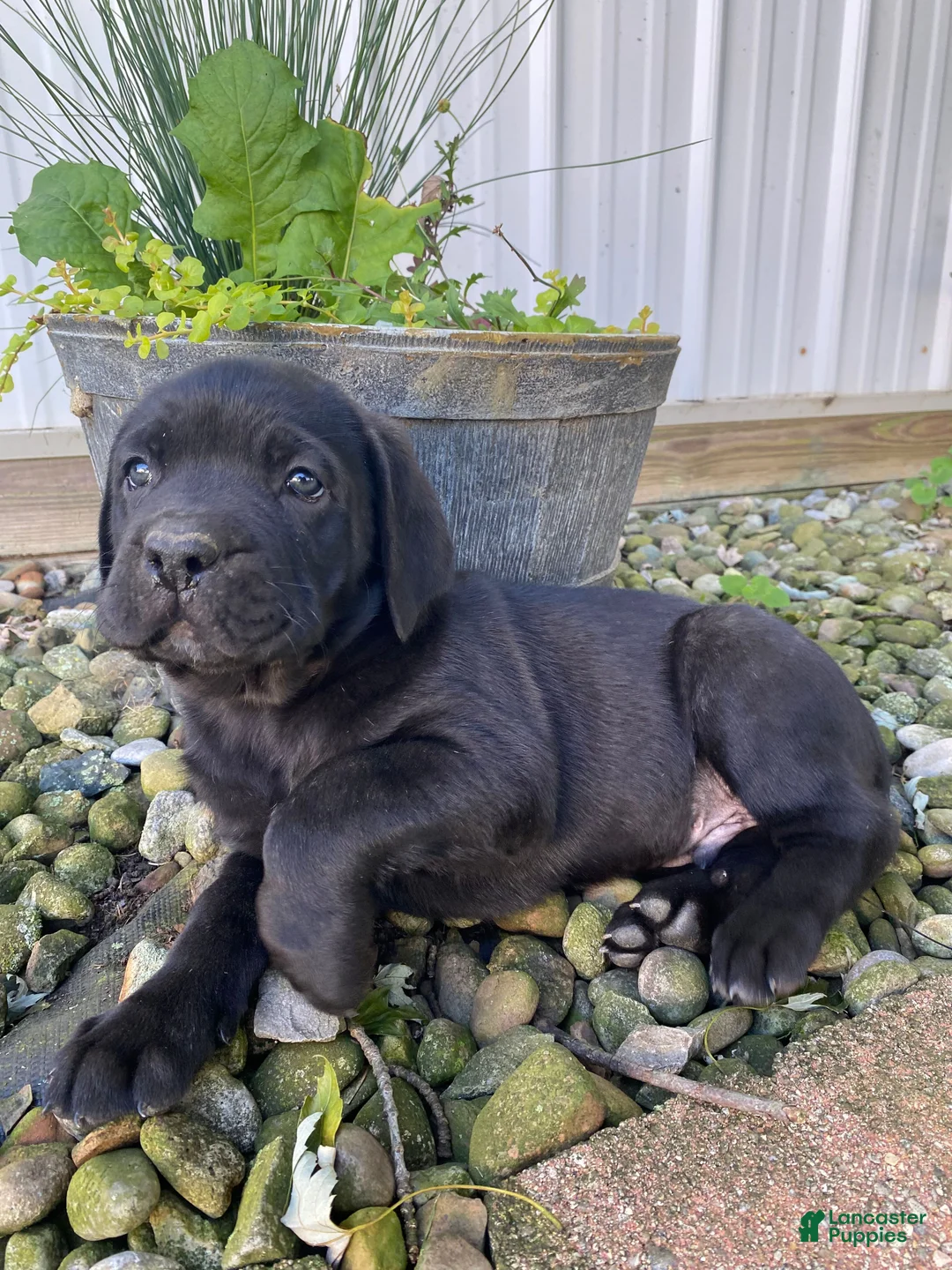 Cane Corso dogs for sale: Jayce - Ad 2