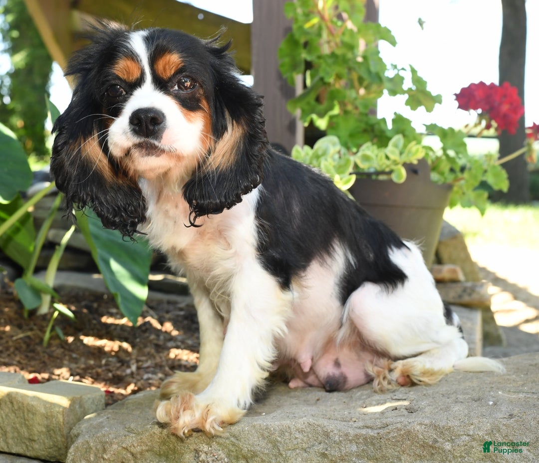 Cavapoo dogs for sale: Mason - Ad 10