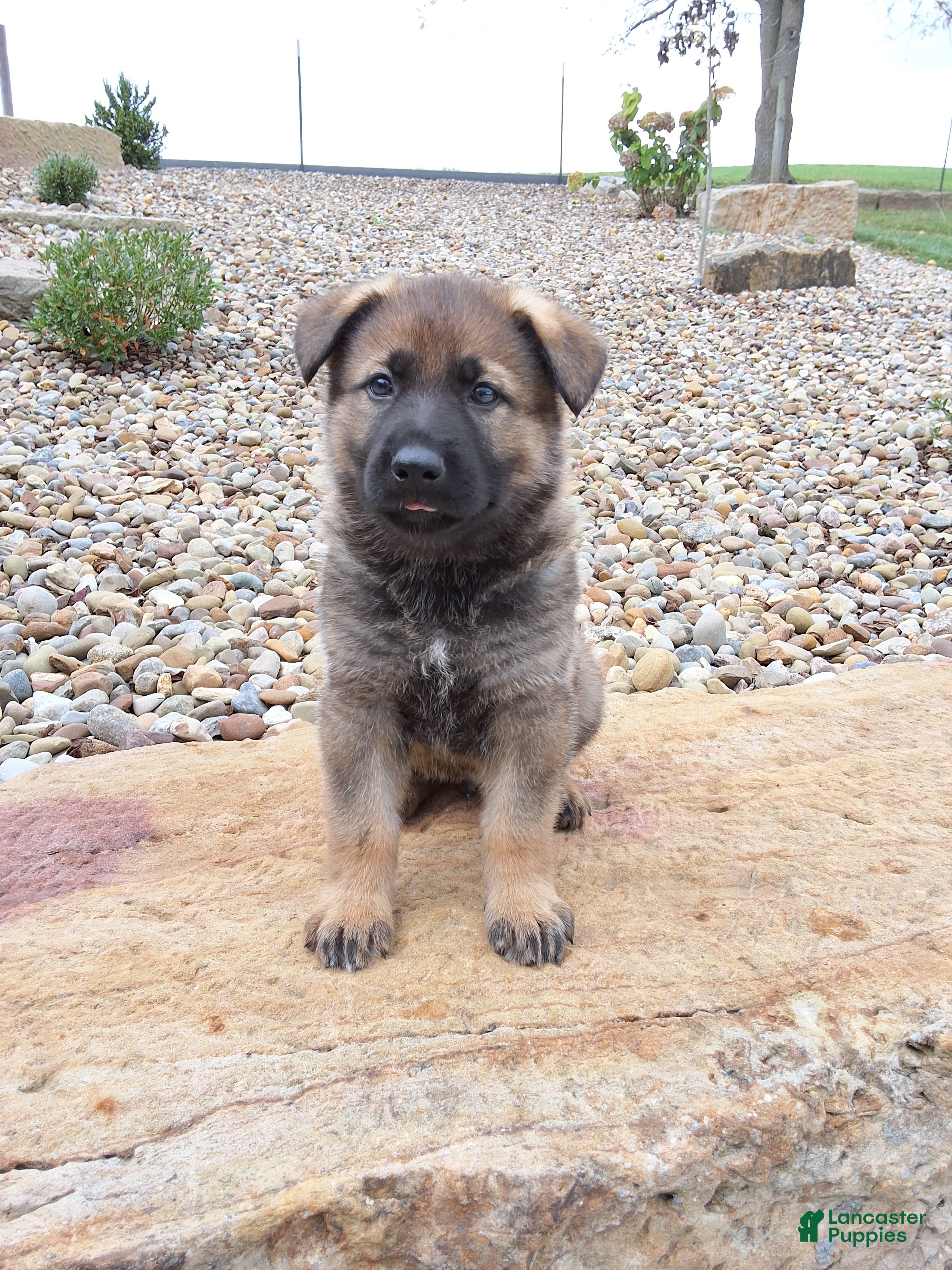 German Shepherd dogs Dodge - Ad 1