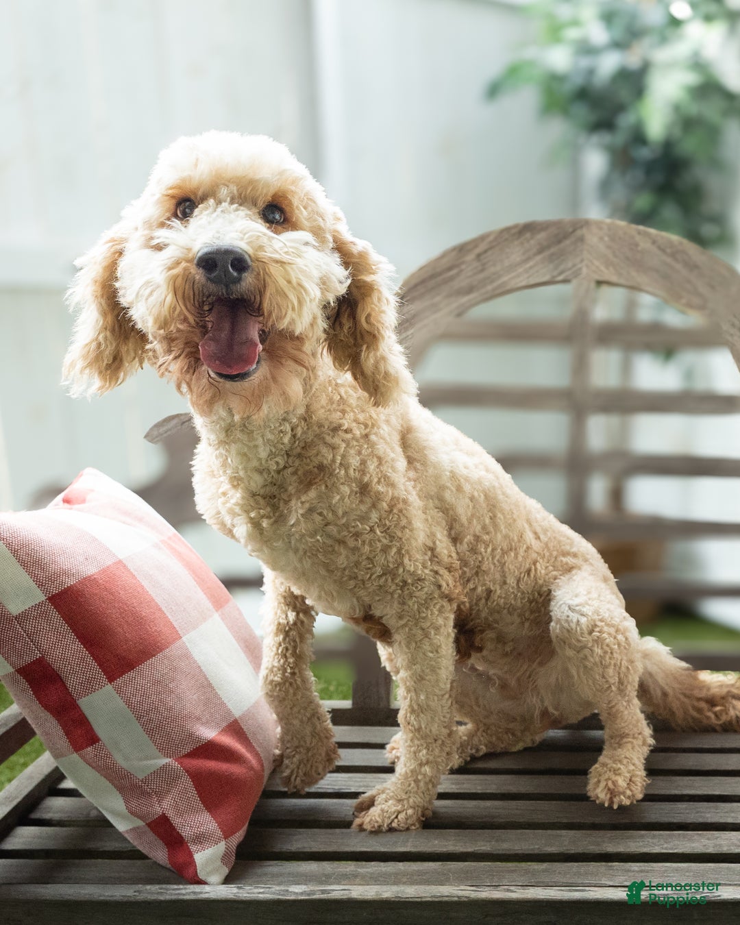 Goldendoodle dogs for sale: Gretel - F1B Retired Mama - Ad 2