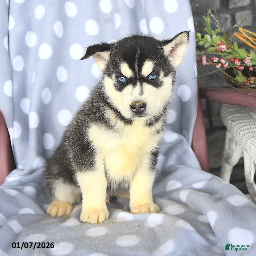 Siberian Husky dogs Brady - Ad 2