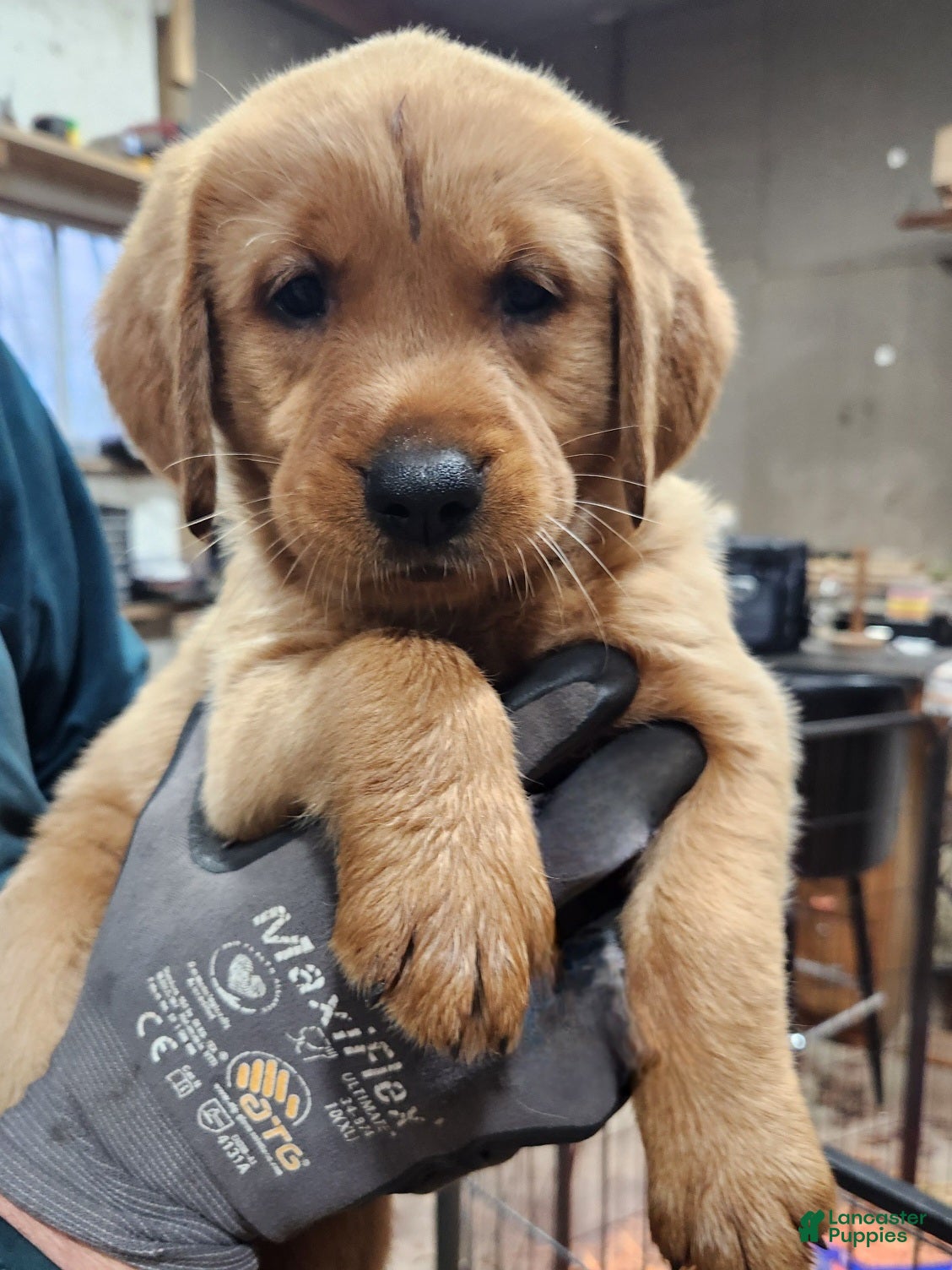 Goldador dogs Goldador Puppy dark green - Ad 1