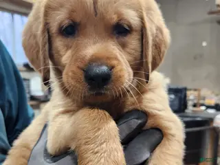 Goldador dogs Goldador Puppy dark green - Ad 1