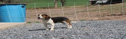 Beagle dogs for sale: Elikhana - Ad 7