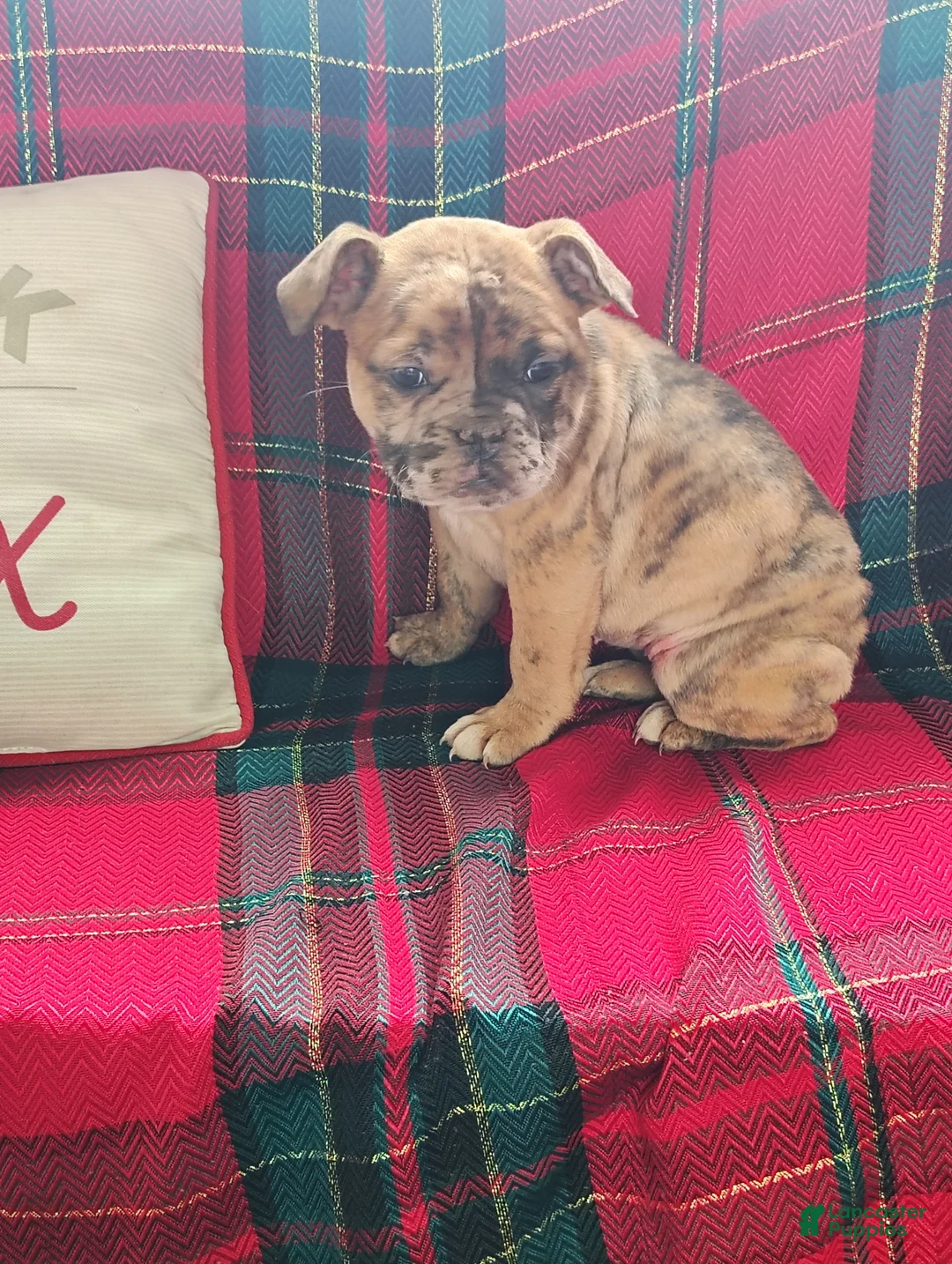 Olde English Bulldogge dogs for sale: Twinkle  - Ad 4