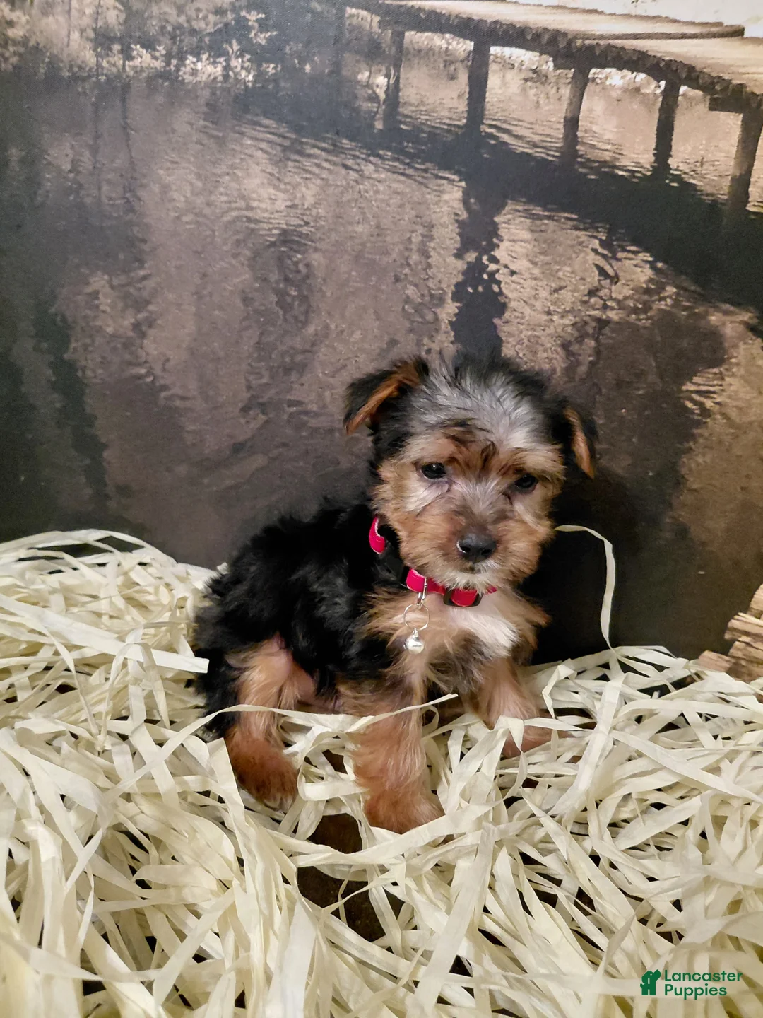 Yorkshire Terrier dogs for sale: Yorkshire Terrier Puppy 2 - Ad 1
