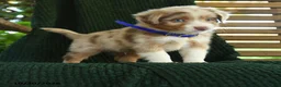 Miniature Australian Shepherd dogs for sale: Spruce - Ad 3