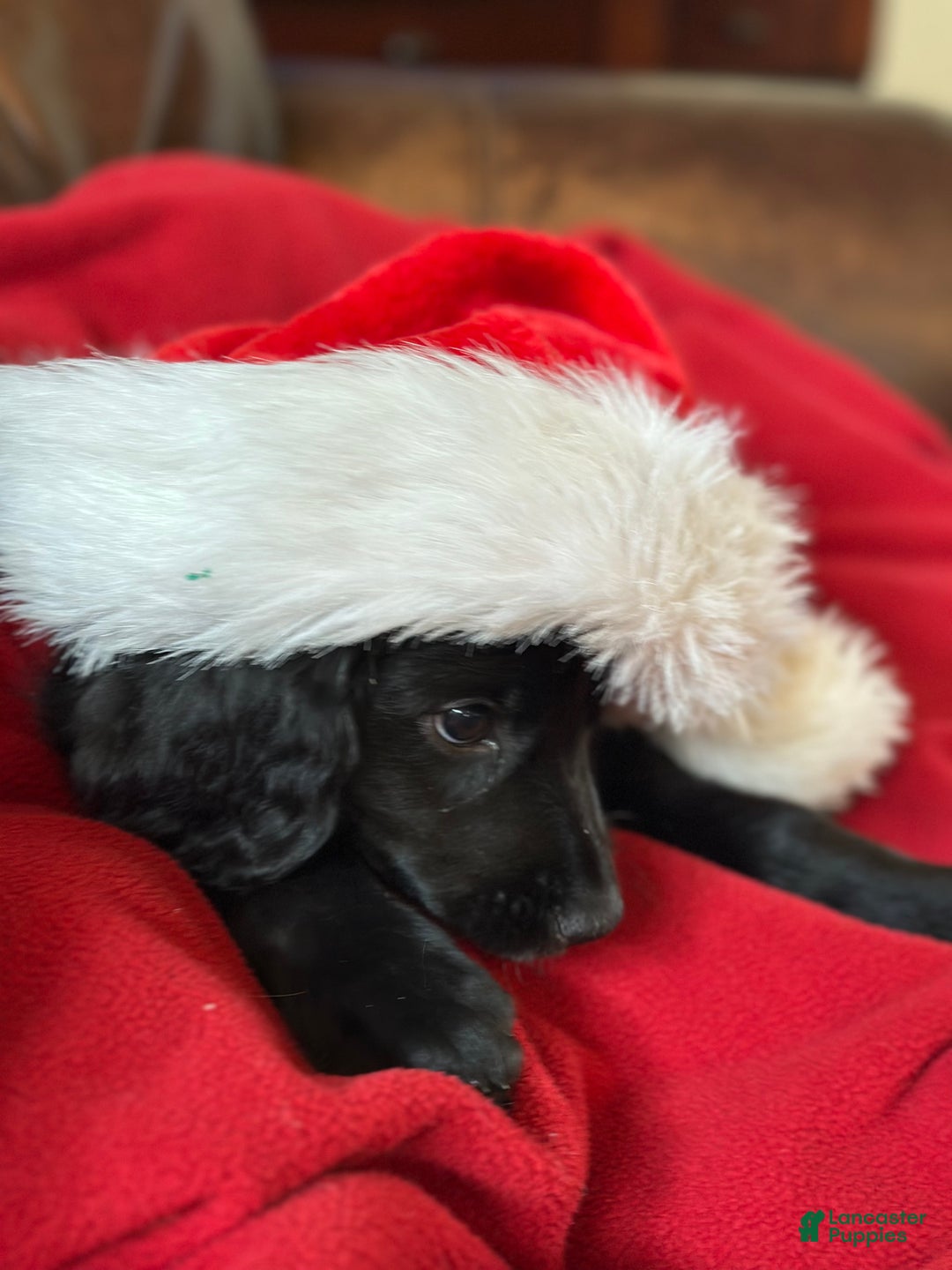 Goldendoodle dogs for sale: Yellow collar girl - Ad 3