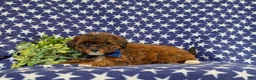 Lhasapoo dogs for sale: Deacon Hypoallergenic - Ad 5